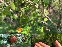 -北京西山国家森林公园