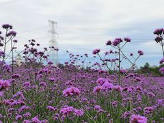 -紫颐香薰山谷景区