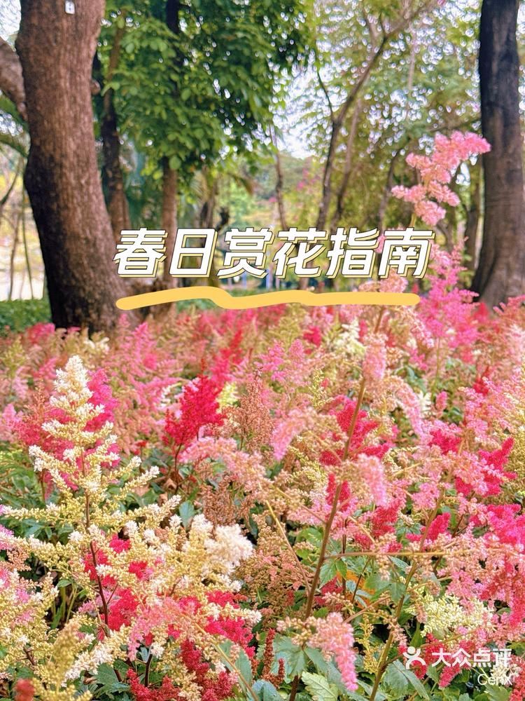 春日踏青赏花指南图片