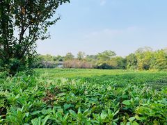 -九里云松·天香餐厅