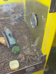 -神奇动物撸宠馆·羊驼·小浣熊·异宠(豫园店)