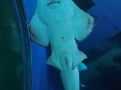 -暹罗海洋世界