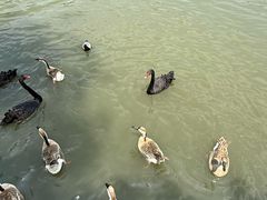 -溱湖国家湿地公园