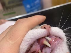 -车接车送·寄养洗护·德文猫舍(大宁店)