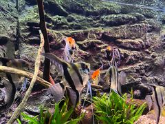 -上海海洋水族馆