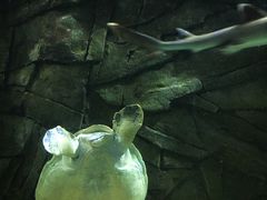 -悉尼海洋生物水族馆