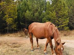 -塞罕坝国家级自然保护区