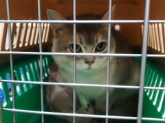 -伟伟宠物医院·CT影像中心·瑞派犬猫综合性门诊(汉口总院)