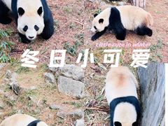 -安吉竹博园