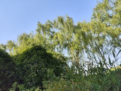 -郑州植物园