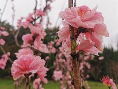 -上海共青森林公园