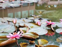 -西双版纳原始森林公园