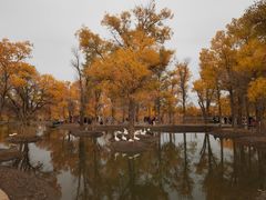 -金塔沙漠胡杨林景区