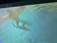 -北戴河圣蓝海洋公园