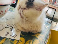 -平行世界·猫咖(首经贸店)