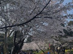 -武汉大学-樱园