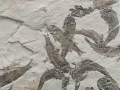 -房山世界地质公园博物馆