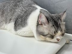 -博特宠物医院24h犬猫全科.骨科·异宠