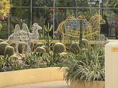 -南宫五洲植物乐园