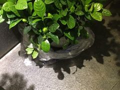 -肖肖酸萝卜鱼火锅(总店)