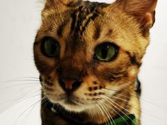 -喵园·猫主题咖啡厅·撸猫·猫咖(国贸店)