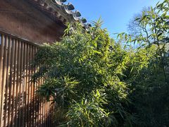 -曲廊院(东四十一条店)