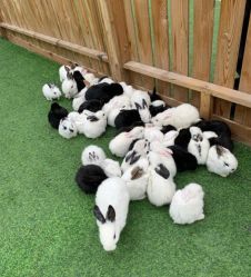 -萌宠亲子动物乐园(槐房万达店)