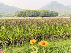 -八卦田遗址公园
