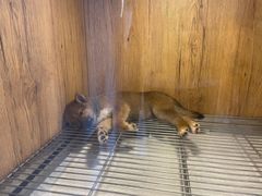 -南京Hallo宠物乐园·哈罗犬舍·柴犬繁育基地