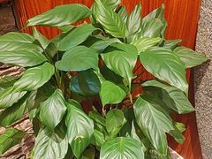 -盛世川王•幸福里(长虹店)