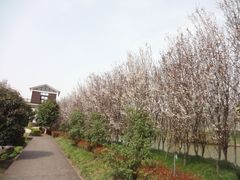 上海鲜花港05-上海鲜花港