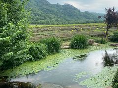 -中国茶叶博物馆(双峰馆区)
