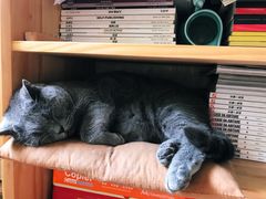 -海边的猫和咖啡馆