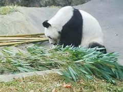 -都江堰中华大熊猫苑