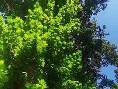 -BOCATA 西班牙餐厅(三里屯店)