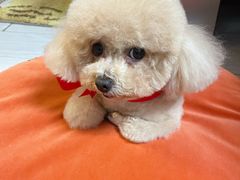 -宠物家(大兴旧宫店)