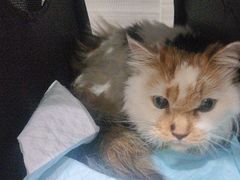 -瑞派名望志远动物医院·猫科·內科·异宠专科(直港大道店)