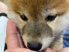-逗柴咖啡屋·狗咖猫咖宠物桌游