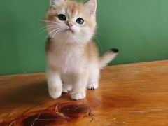 -东方名猫馆·英短金渐层布偶猫舍(环线广场1号楼店)