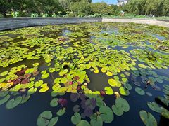 -莲花池公园