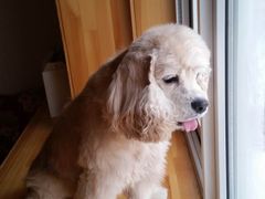 -瑞派·关忠动物医院·猫专科·犬专科(三环新城店)