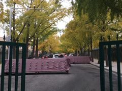 -三里屯东五街银杏大道