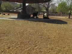 -石家庄市动物园