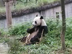 android_upload_pic-碧峰峡风景区