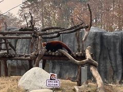 -武汉动物园