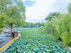 -鲁镇