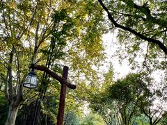 -上海共青森林公园