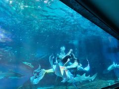 -海合安成都极地海洋公园