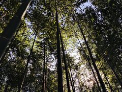 -新建村梅花
