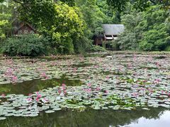-西双版纳原始森林公园